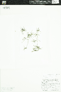 Najas flexilis image