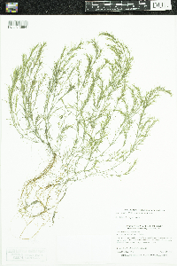 Najas flexilis image