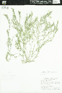 Najas flexilis image