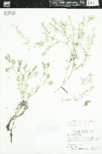 Najas flexilis image