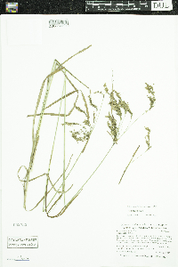 Scirpus atrocinctus image