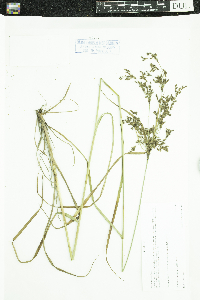 Scirpus atrocinctus image