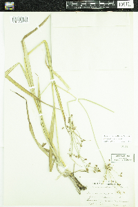 Scirpus atrovirens image