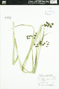 Scirpus atrovirens image