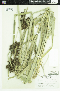 Scirpus atrovirens image