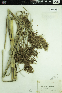 Media resource of Scirpus cyperinus
