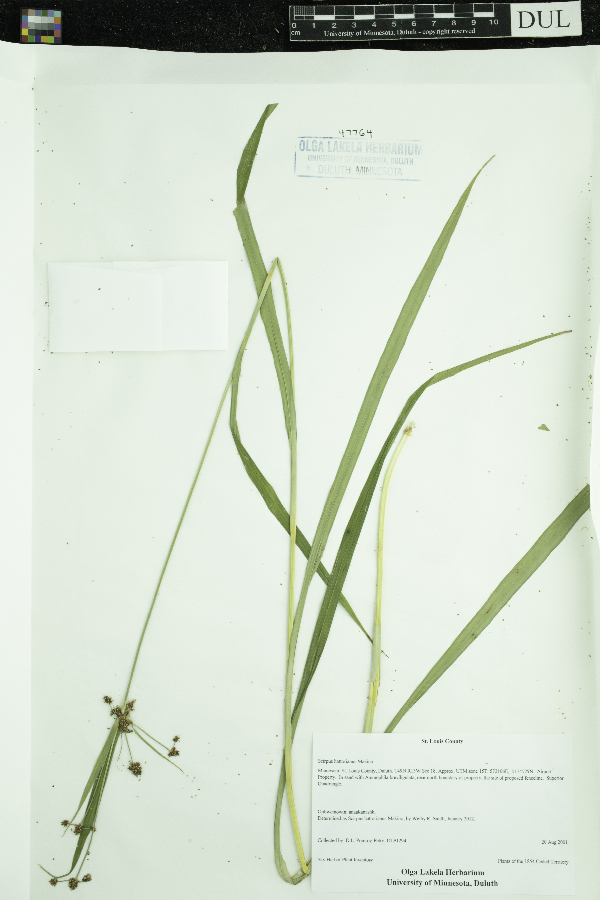 Scirpus hattorianus image