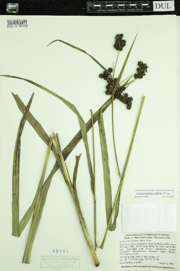 Scirpus image