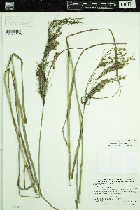 Scirpus pedicellatus image