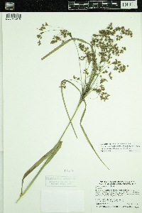 Scirpus pedicellatus image