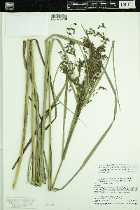Scirpus pedicellatus image