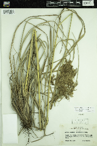 Scirpus pedicellatus image