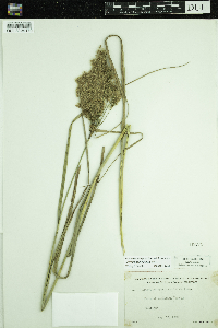 Scirpus pedicellatus image