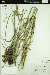 Scirpus pedicellatus image