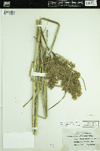 Scirpus pedicellatus image