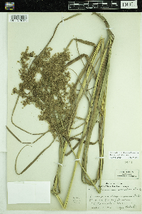 Scirpus pedicellatus image