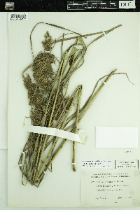 Scirpus pedicellatus image