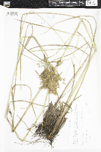 Scirpus pedicellatus image