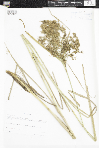 Scirpus pedicellatus image