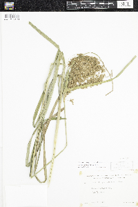 Scirpus pedicellatus image