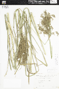 Scirpus pedicellatus image