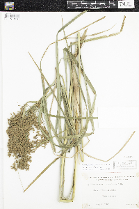 Scirpus pedicellatus image