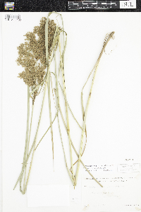 Scirpus pedicellatus image