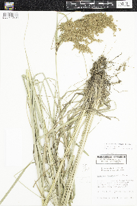 Scirpus pedicellatus image