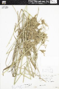 Scirpus pedicellatus image