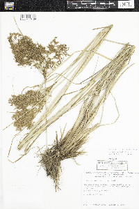 Scirpus pedicellatus image