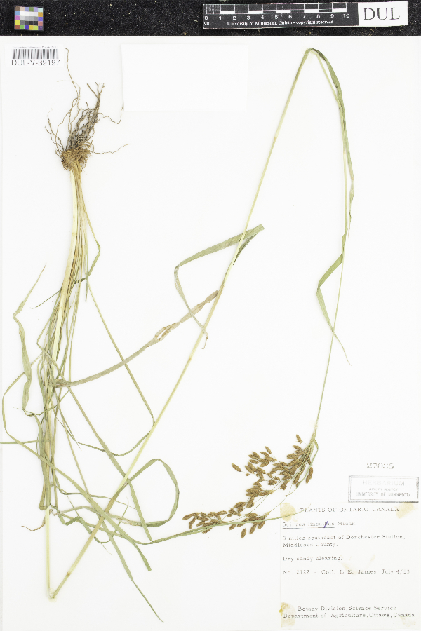 Scirpus lineatus image