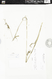 Scirpus georgianus image