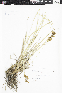 Scirpus pendulus image