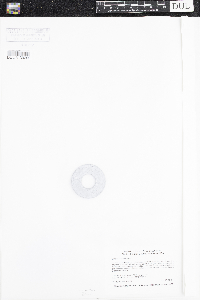 Scirpus pendulus image