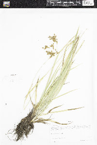 Scirpus pendulus image
