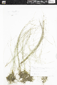 Trichophorum alpinum image