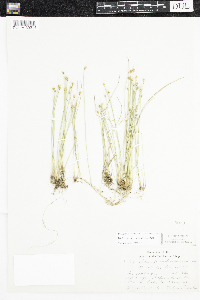 Trichophorum alpinum image