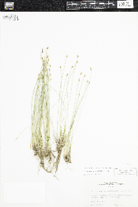 Trichophorum alpinum image