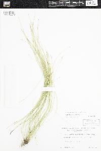Trichophorum alpinum image