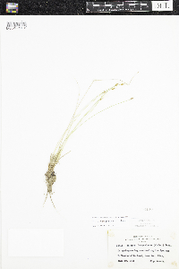 Trichophorum alpinum image