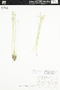 Trichophorum alpinum image