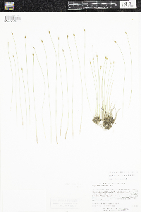 Trichophorum alpinum image