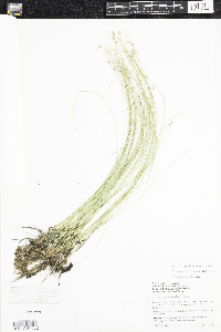 Trichophorum alpinum image