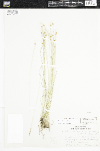 Trichophorum alpinum image