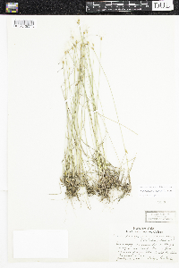 Trichophorum alpinum image