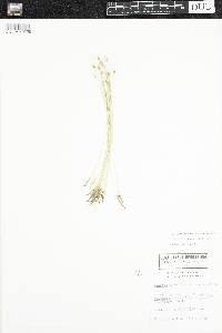Trichophorum alpinum image