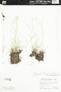 Trichophorum alpinum image
