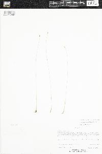 Trichophorum alpinum image