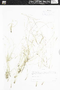 Trichophorum alpinum image