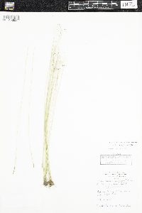 Trichophorum alpinum image